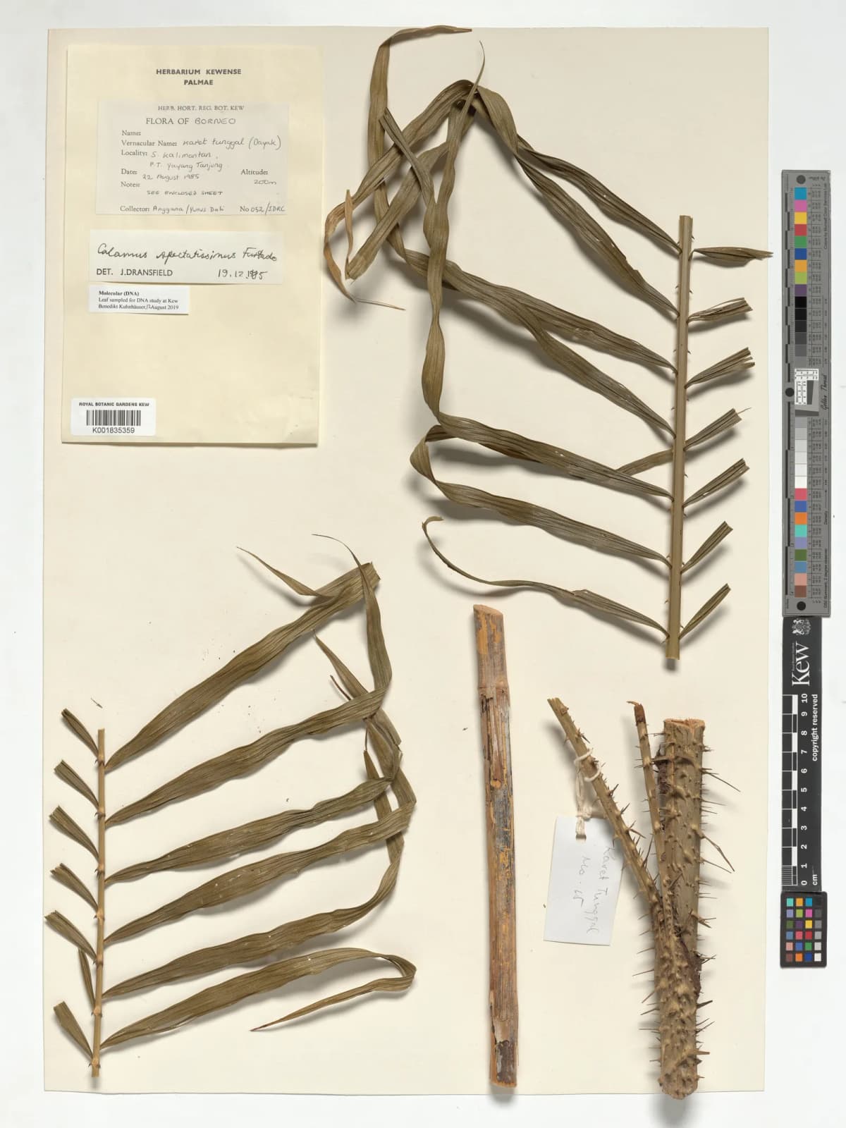 Botanical specimen of Calamus Spectatissimus.