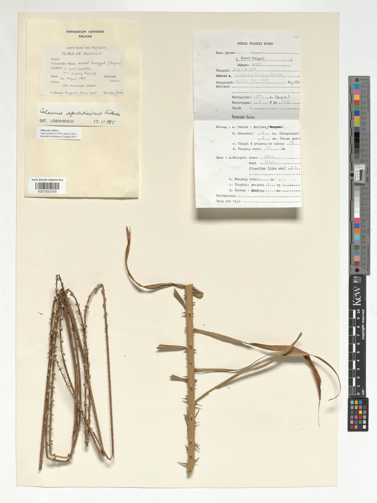 Botanical specimen of Calamus Spectatissimus.