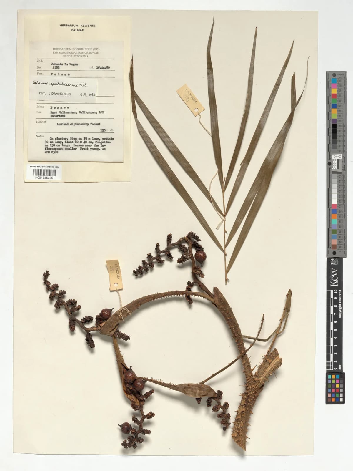 Botanical specimen of Calamus Spectatissimus.