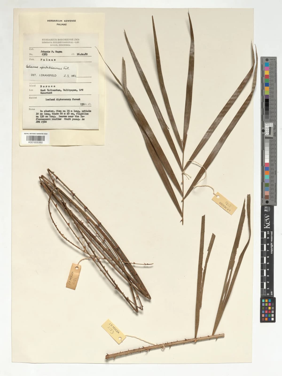 Botanical specimen of Calamus Spectatissimus.