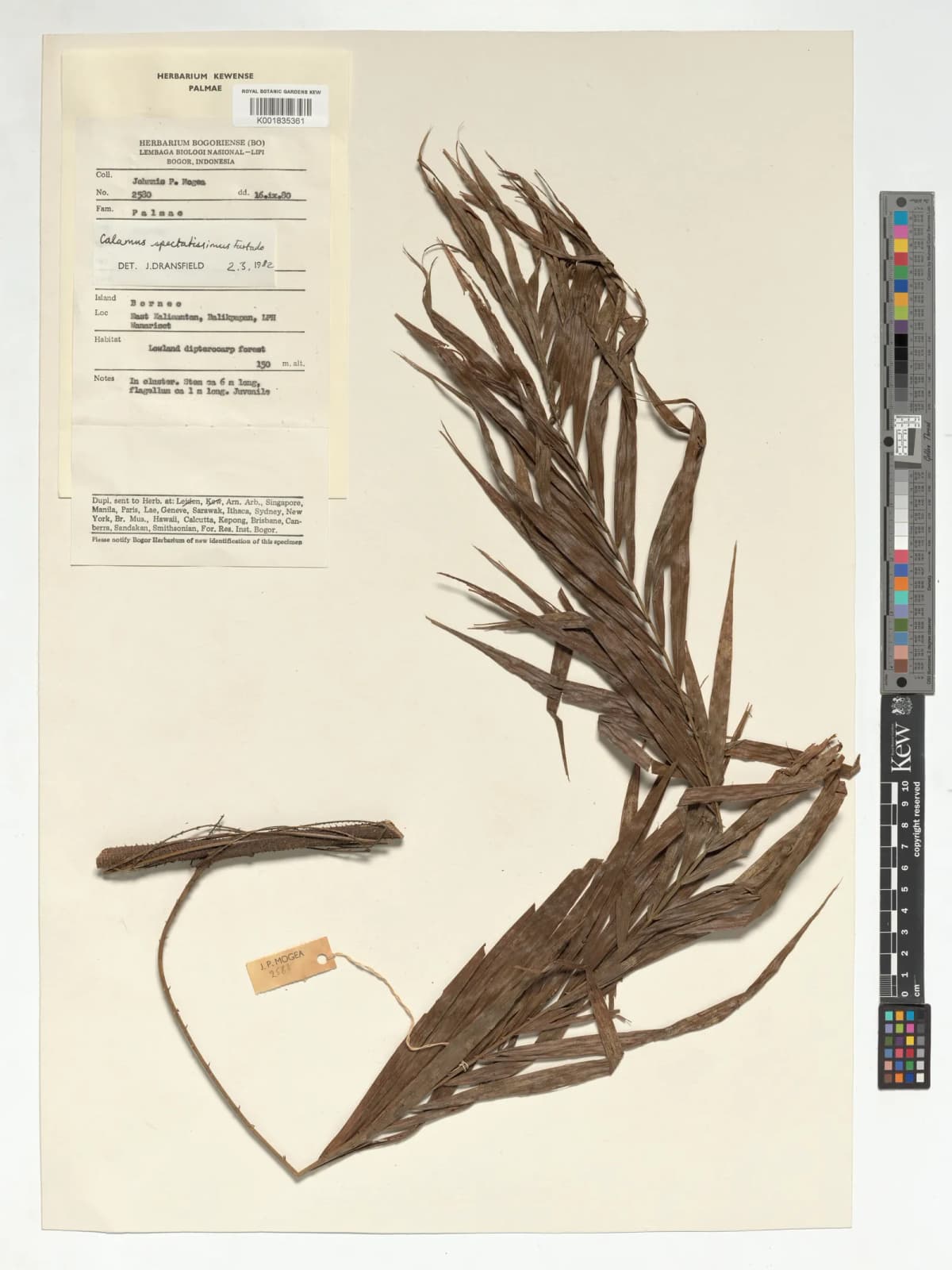 Botanical specimen of Calamus Spectatissimus.