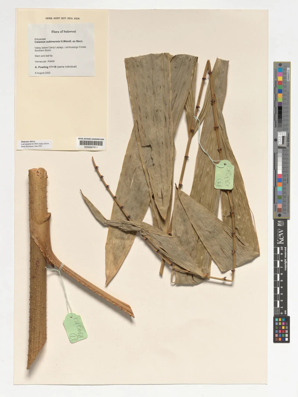 Botanical specimen of Calamus Subinermis.