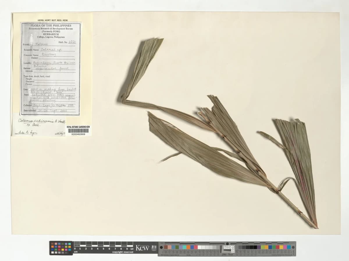 Botanical specimen of Calamus Subinermis.