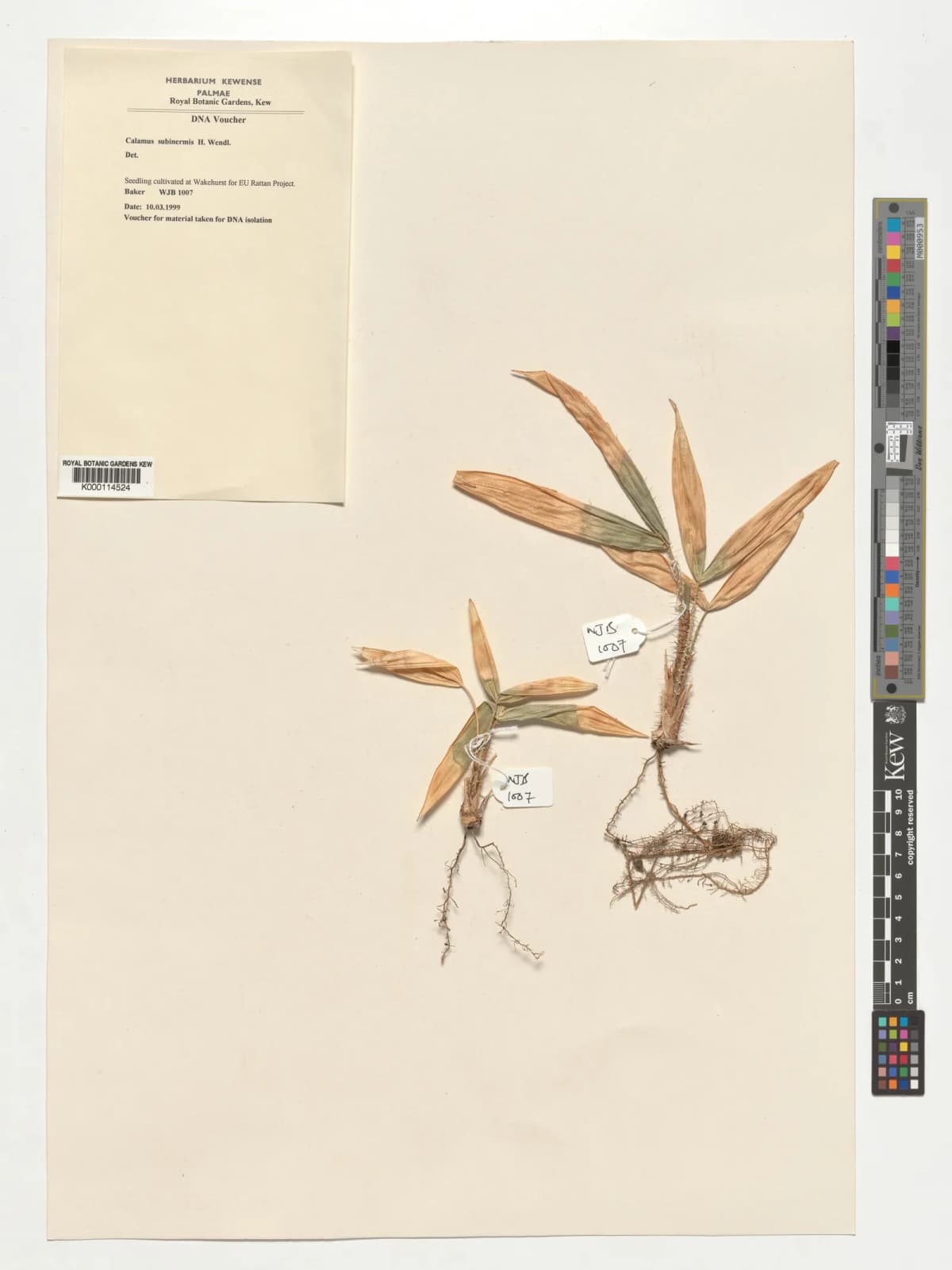 Botanical specimen of Calamus Subinermis.