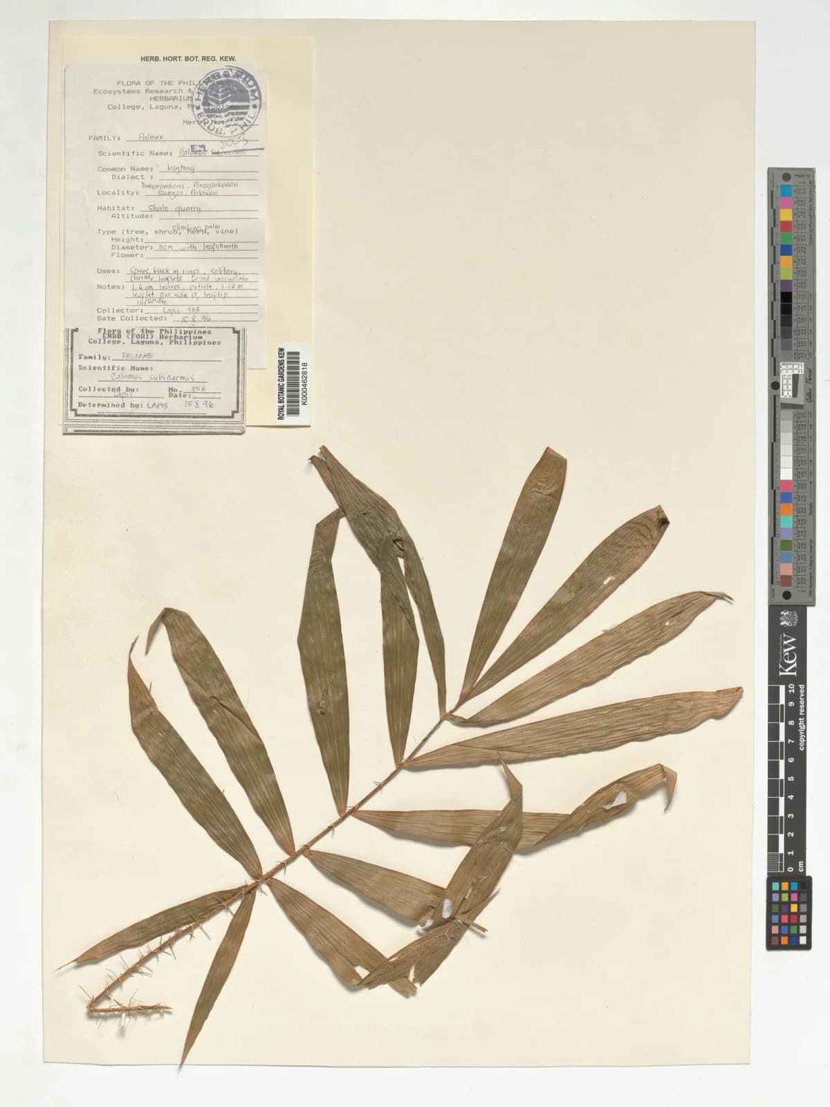 Botanical specimen of Calamus Subinermis.