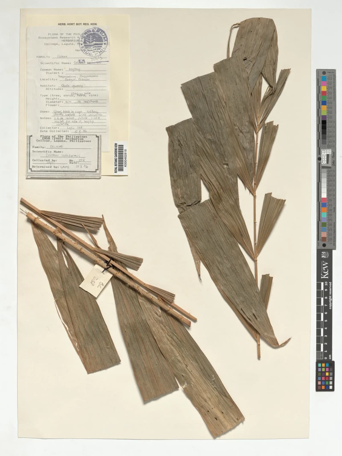 Botanical specimen of Calamus Subinermis.