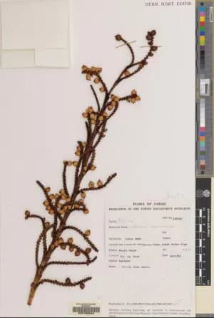 Botanical specimen of Calamus Subinermis.