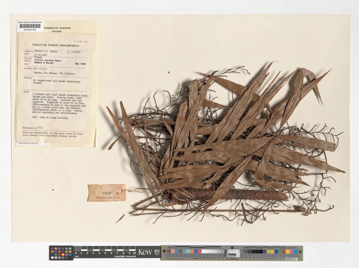 Botanical specimen of Calamus Tanakadatei.