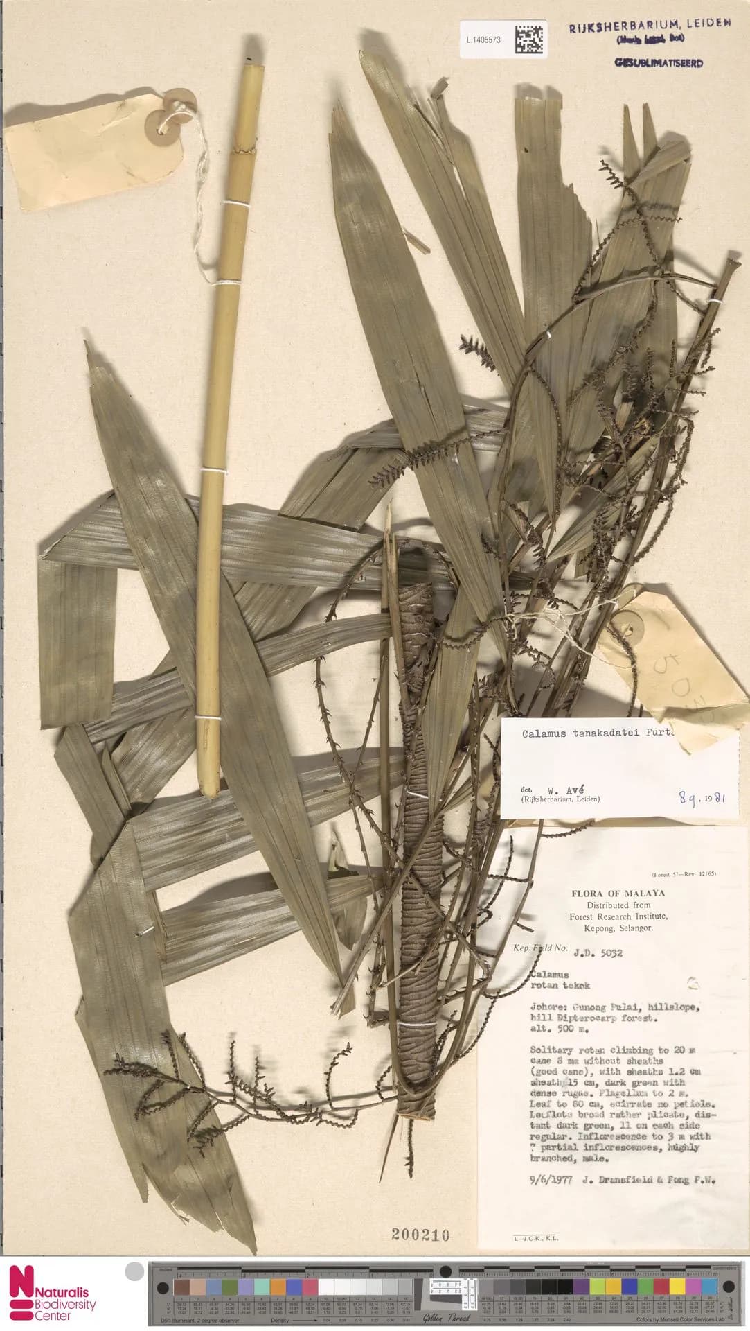Botanical specimen of Calamus Tanakadatei.