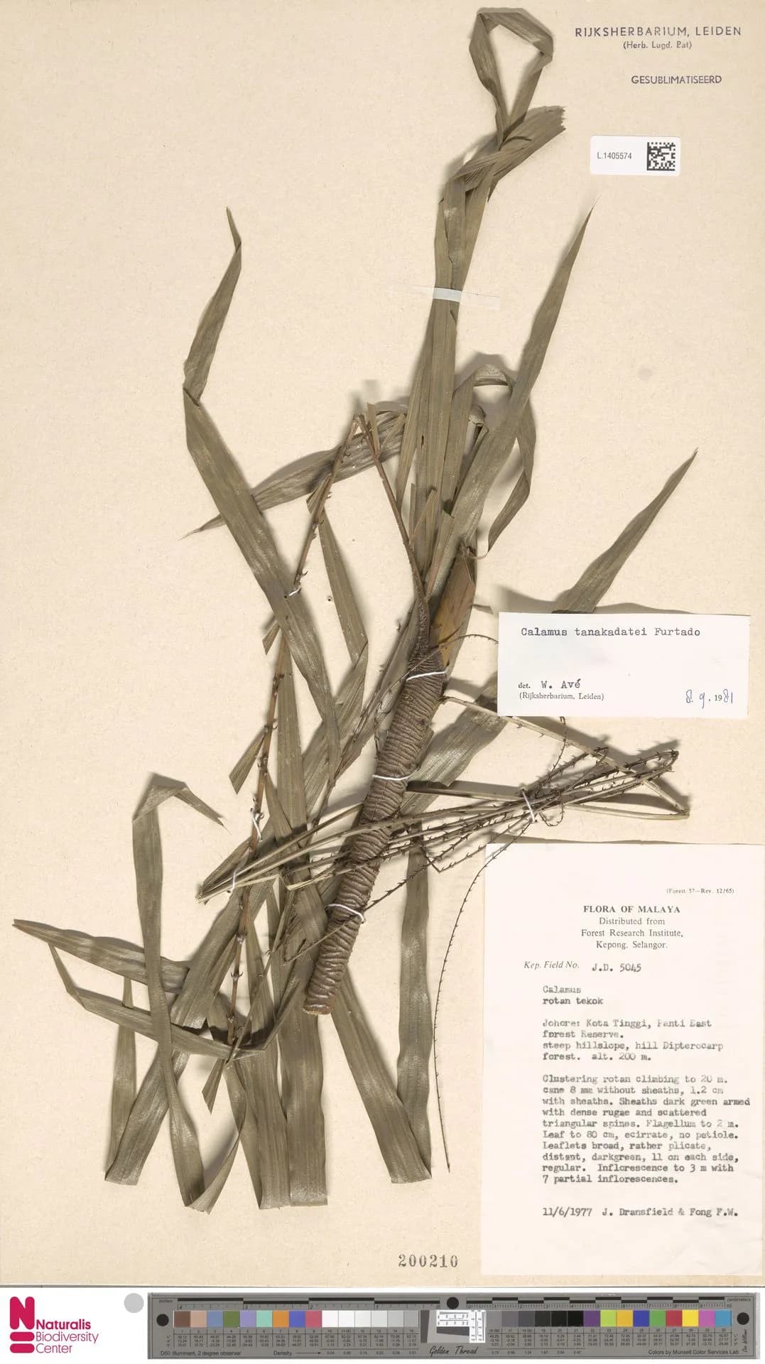 Botanical specimen of Calamus Tanakadatei.