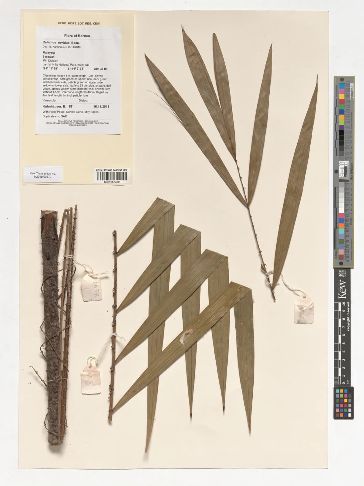 Botanical specimen of Calamus Tanakadatei.