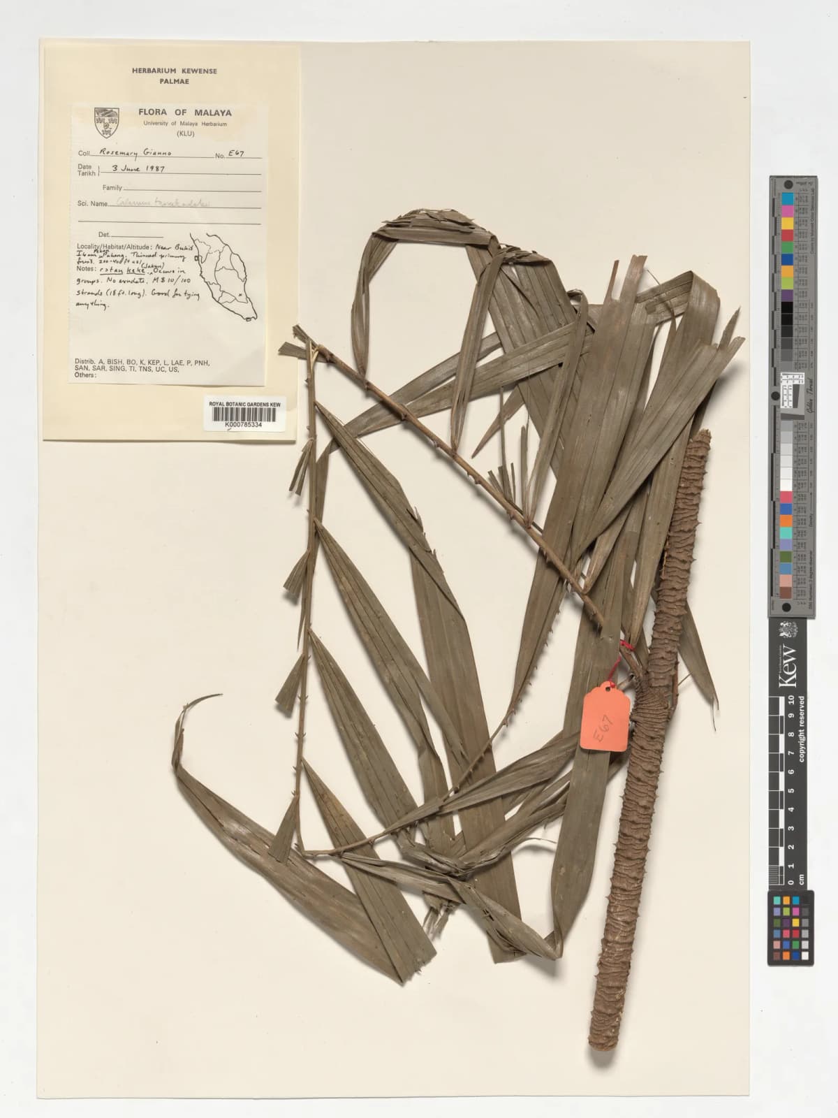 Botanical specimen of Calamus Tanakadatei.