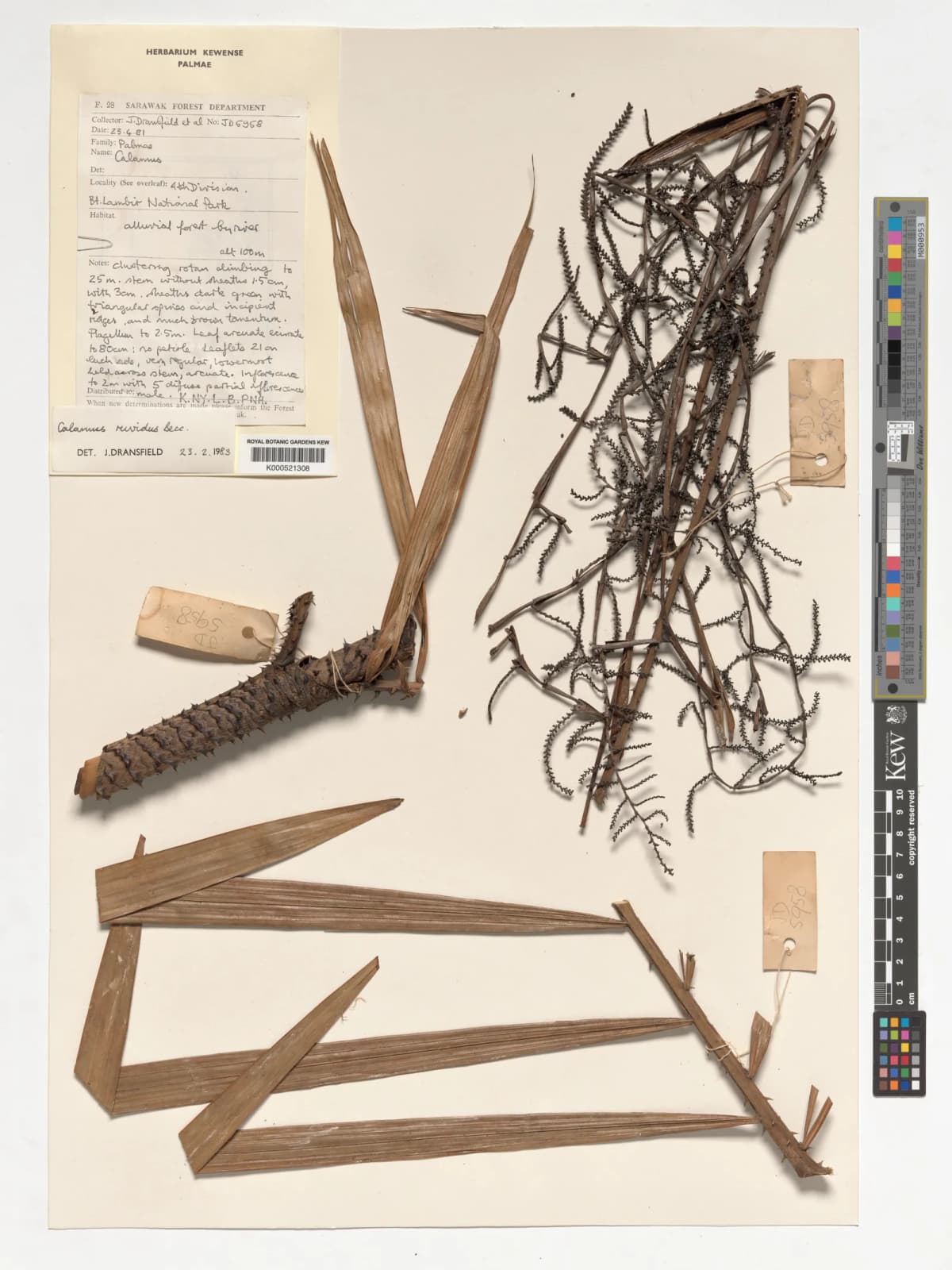 Botanical specimen of Calamus Tanakadatei.