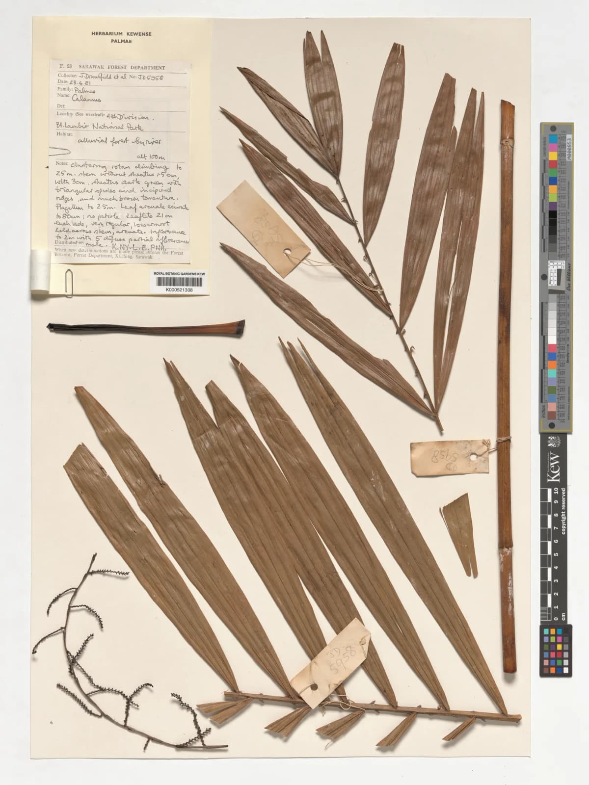 Botanical specimen of Calamus Tanakadatei.