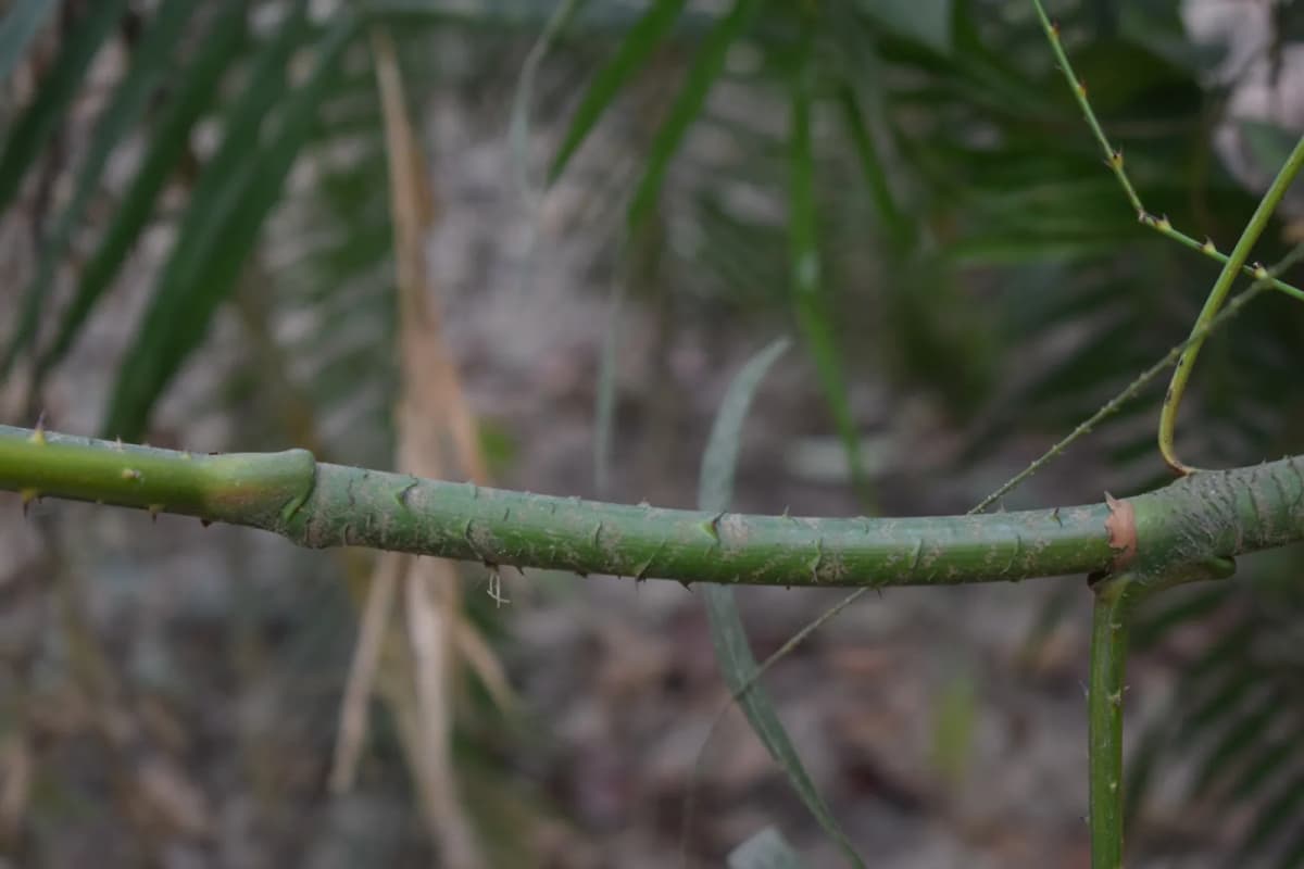 Botanical specimen of Calamus Tenuis.