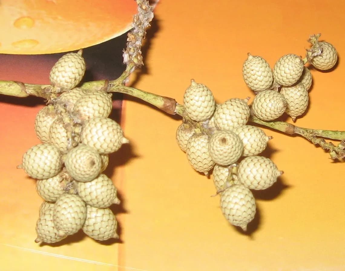 Botanical specimen of Calamus Tenuis.