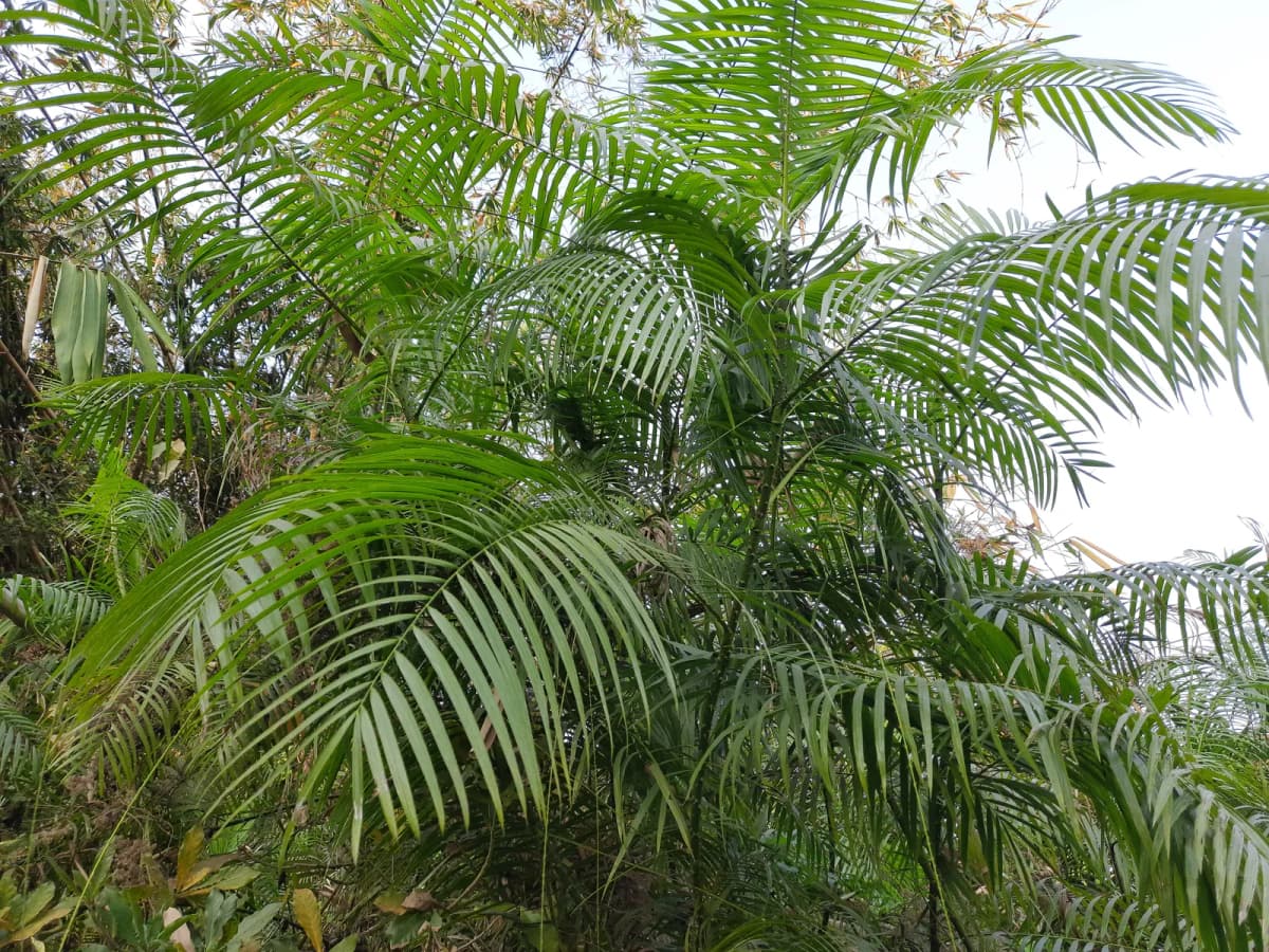 Botanical specimen of Calamus Tenuis.