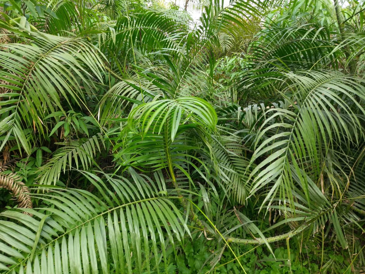 Botanical specimen of Calamus Tenuis.