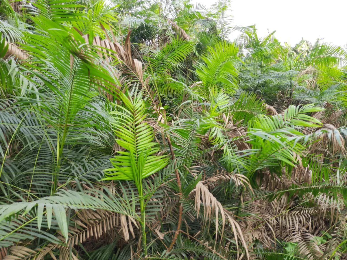 Botanical specimen of Calamus Tenuis.