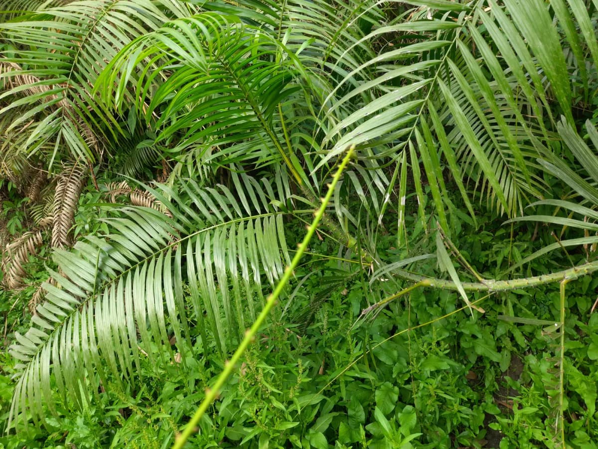Botanical specimen of Calamus Tenuis.