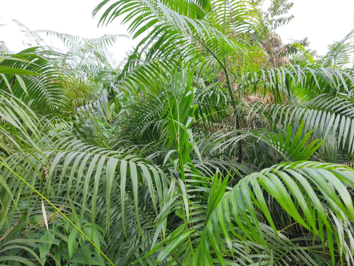 Botanical specimen of Calamus Tenuis.