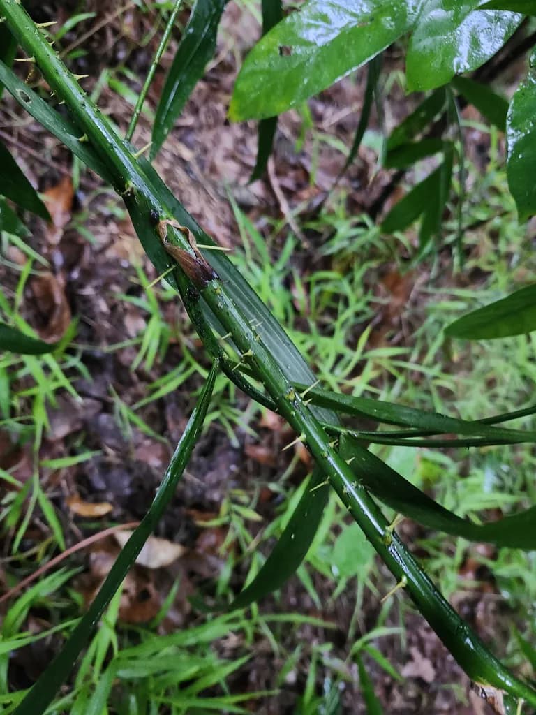 Botanical specimen of Calamus Tetradactylus.
