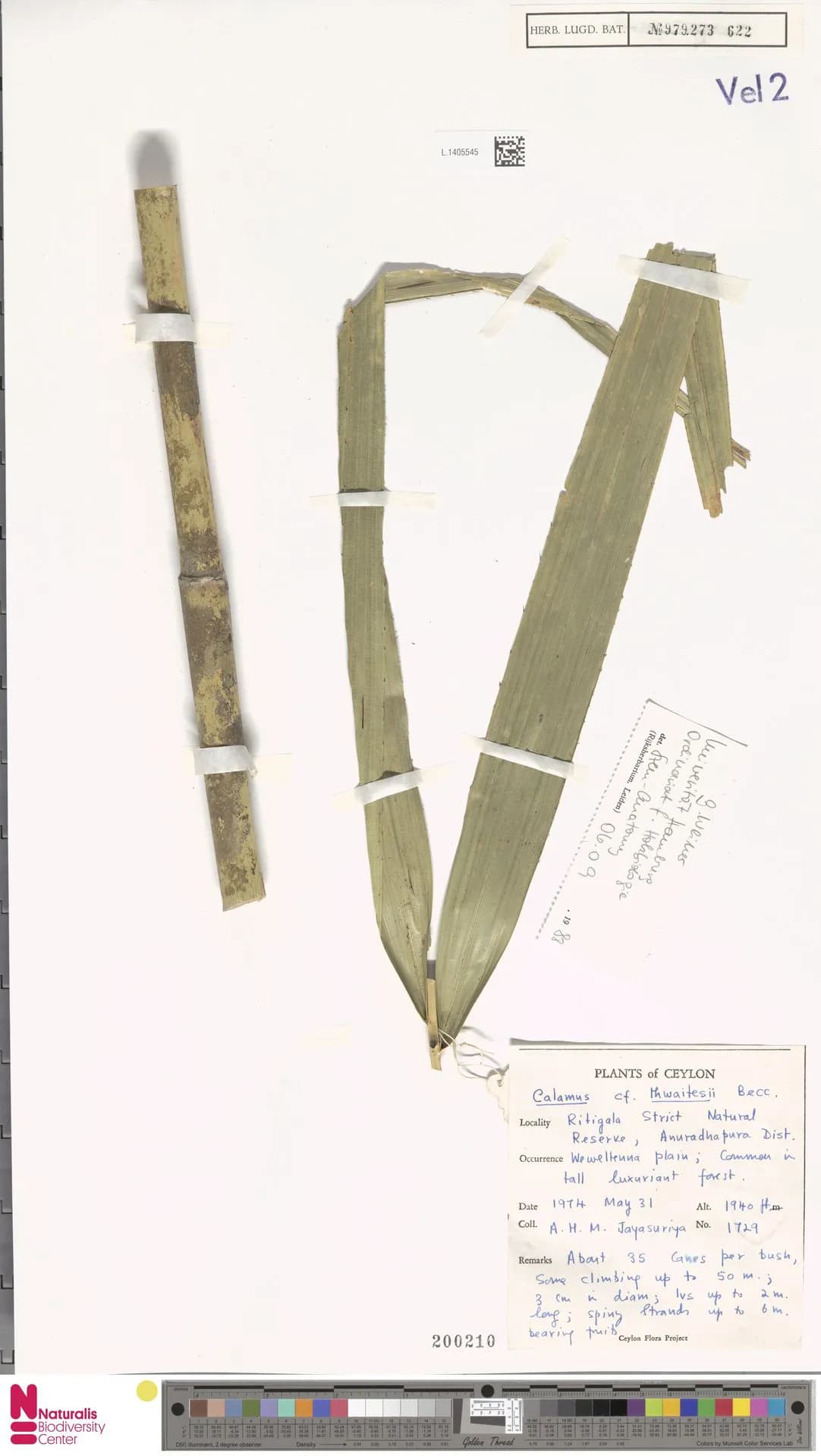 Botanical specimen of Calamus Thwaitesii.