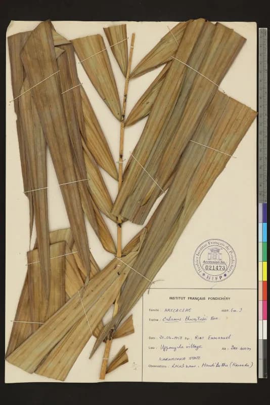 Botanical specimen of Calamus Thwaitesii.