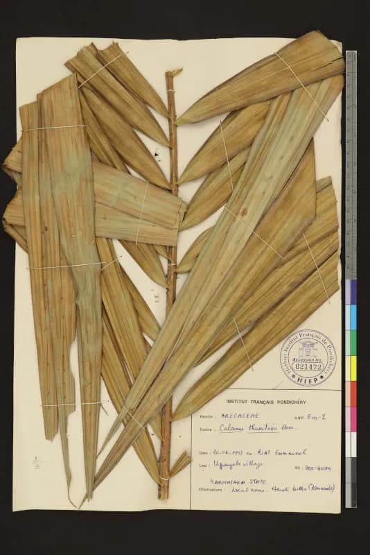 Botanical specimen of Calamus Thwaitesii.