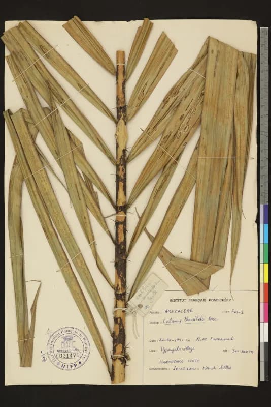Botanical specimen of Calamus Thwaitesii.