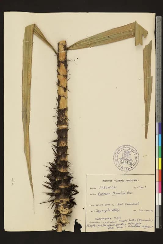 Botanical specimen of Calamus Thwaitesii.