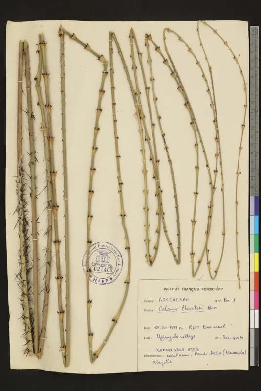 Botanical specimen of Calamus Thwaitesii.