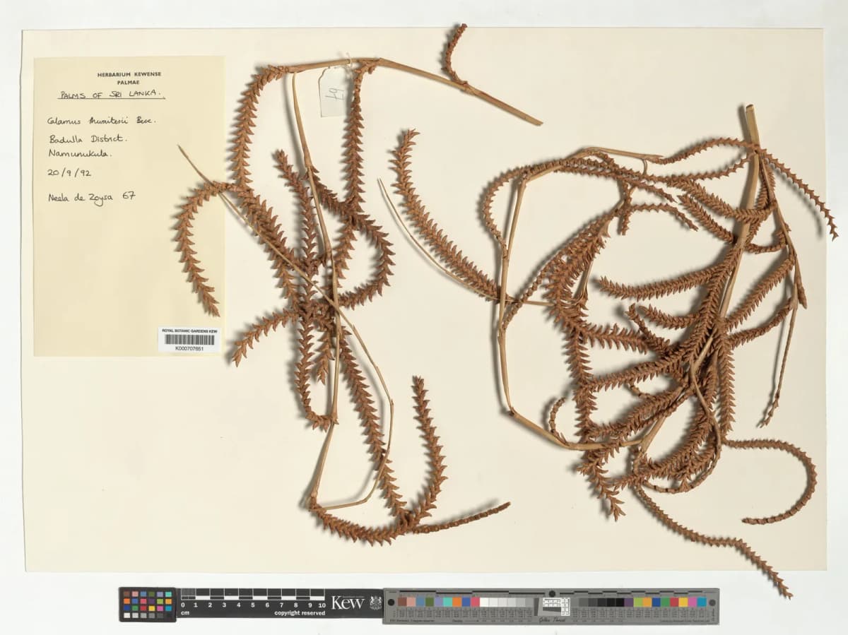 Botanical specimen of Calamus Thwaitesii.