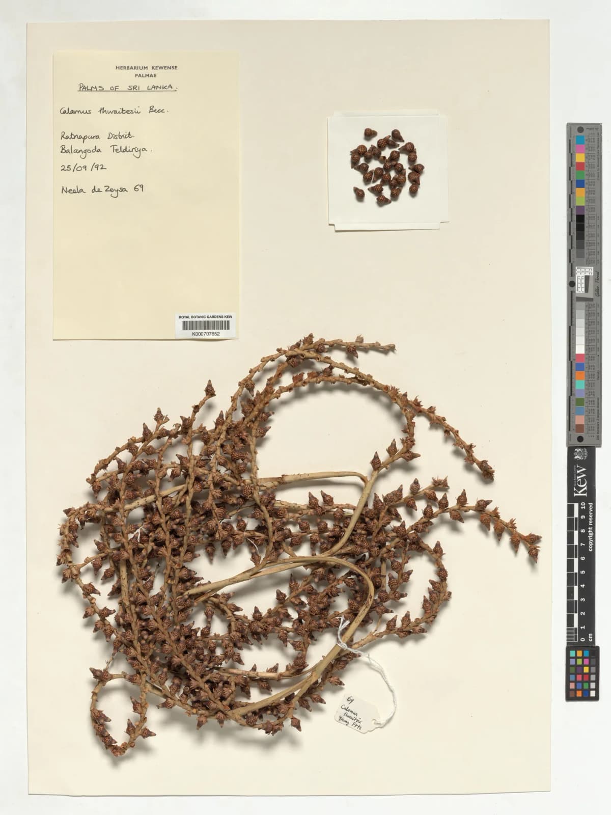 Botanical specimen of Calamus Thwaitesii.