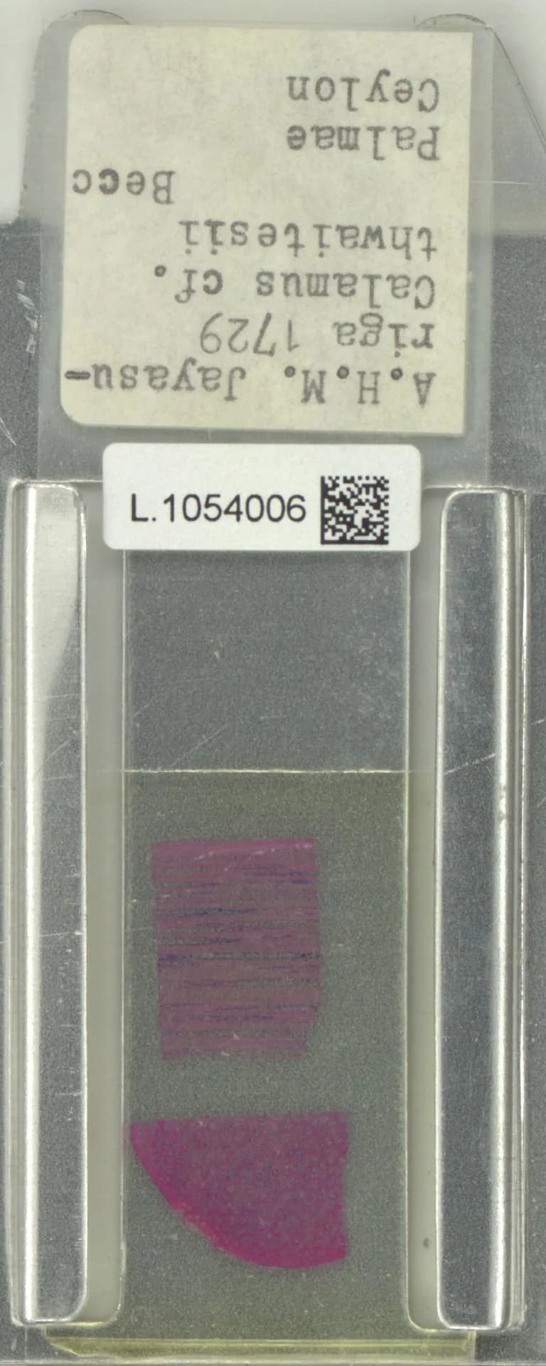 Botanical specimen of Calamus Thwaitesii.