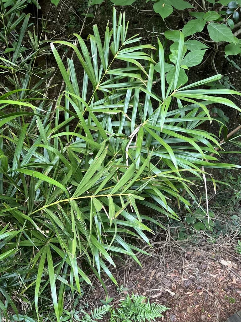 Botanical specimen of Calamus Thysanolepis.