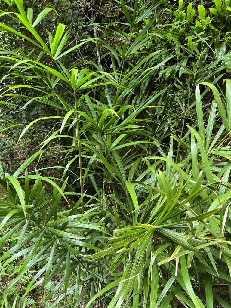Botanical specimen of Calamus Thysanolepis.