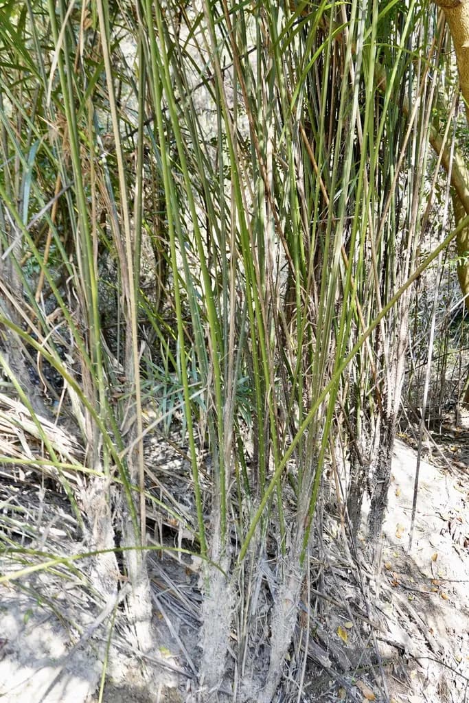 Botanical specimen of Calamus Thysanolepis.