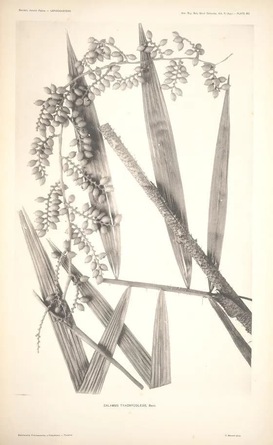 Botanical specimen of Calamus Trachycoleus.
