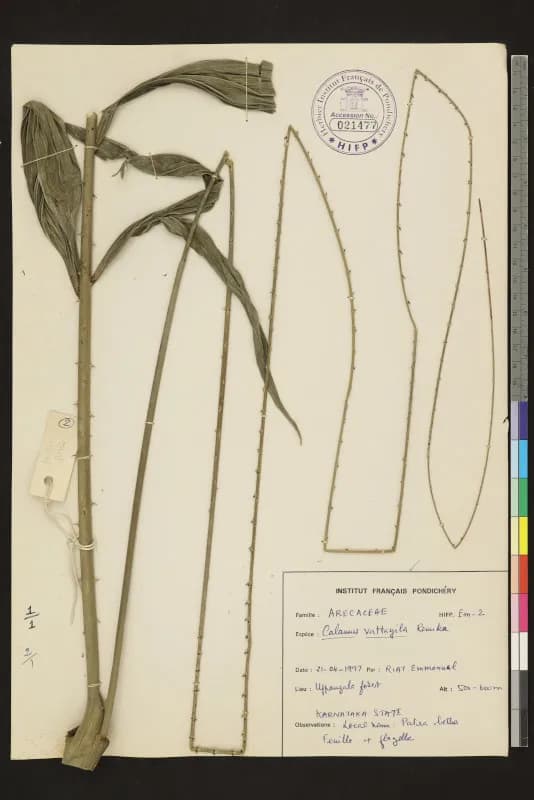 Botanical specimen of Calamus Vattayila.