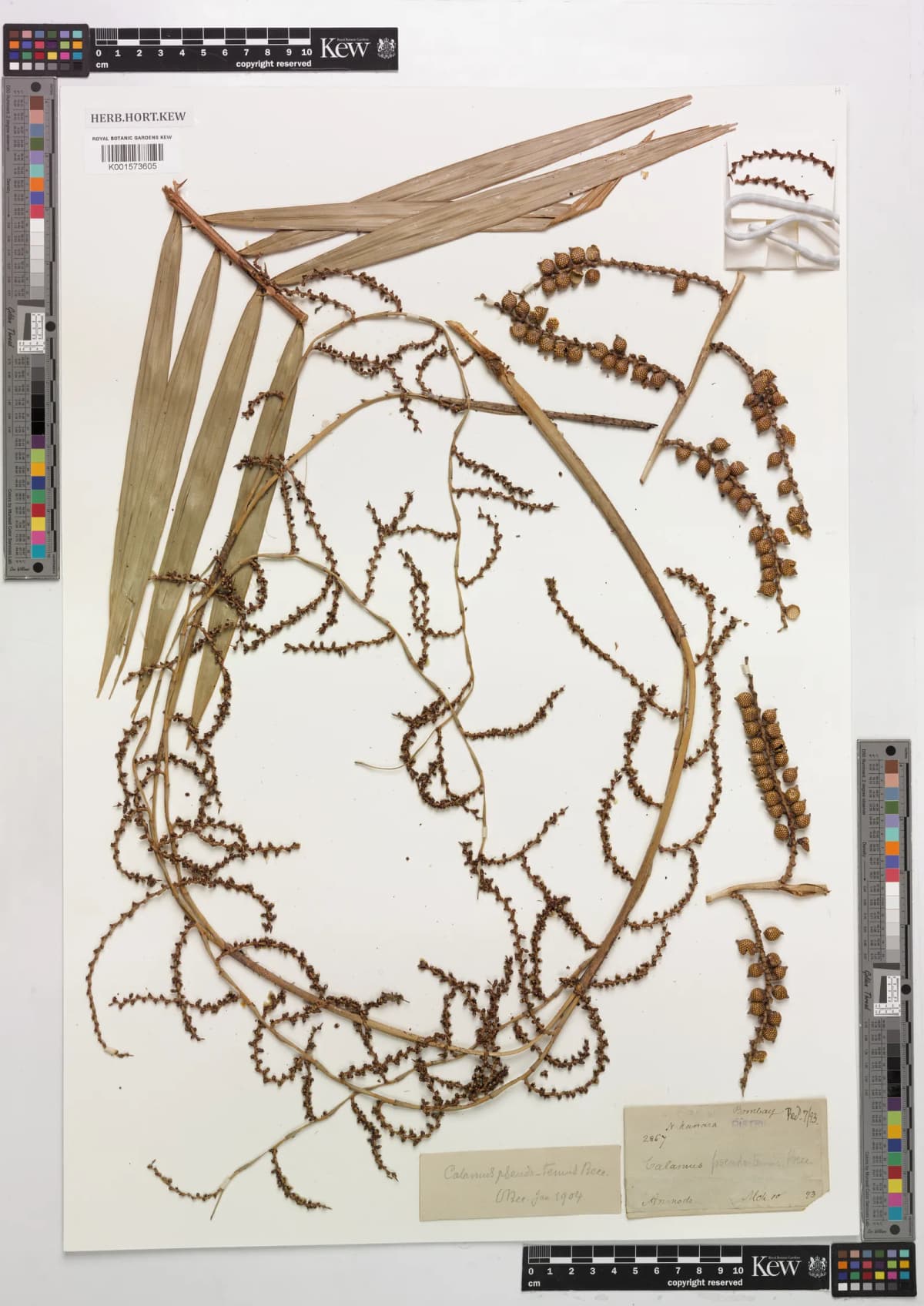 Botanical specimen of Calamus Vattayila.