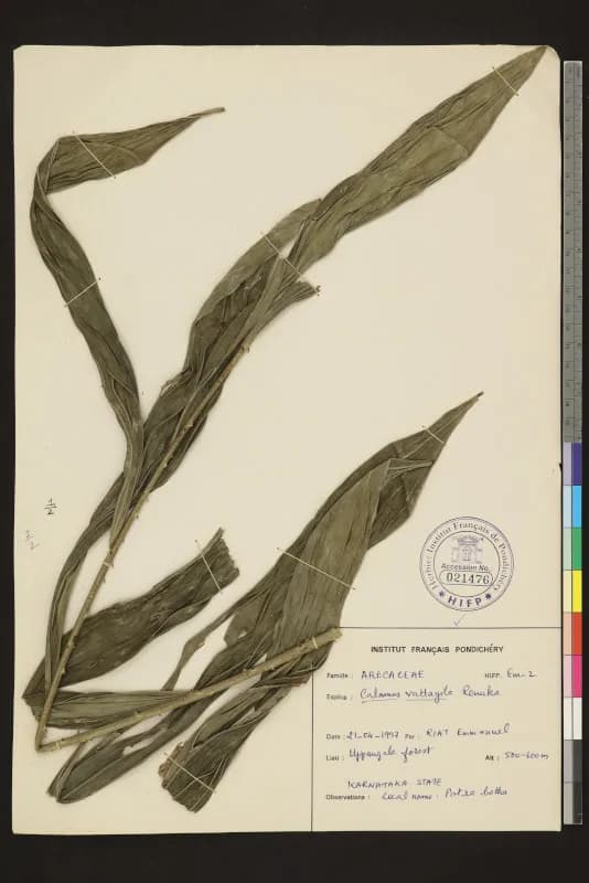 Botanical specimen of Calamus Vattayila.