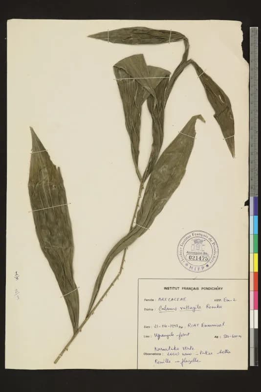 Botanical specimen of Calamus Vattayila.