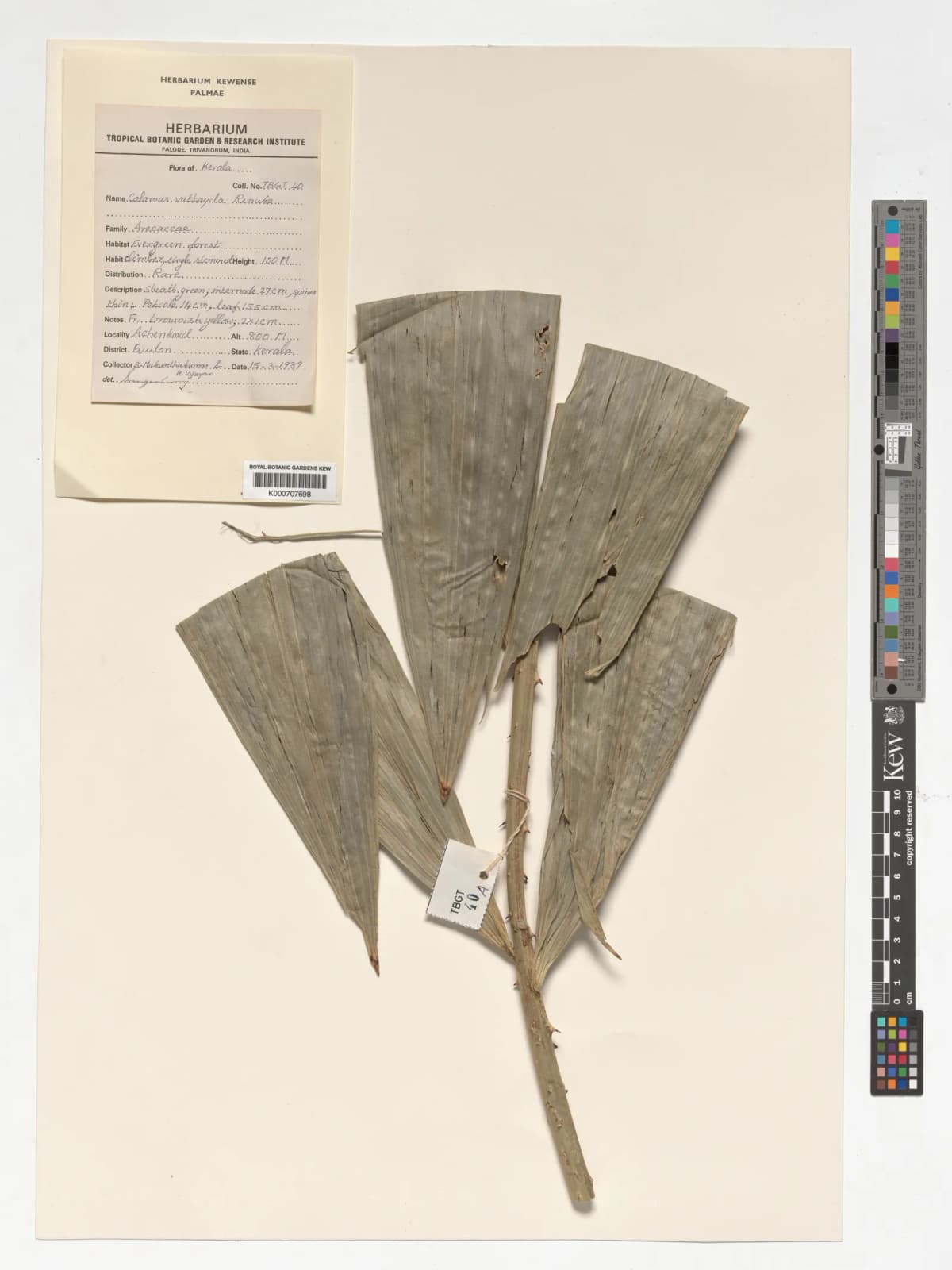 Botanical specimen of Calamus Vattayila.