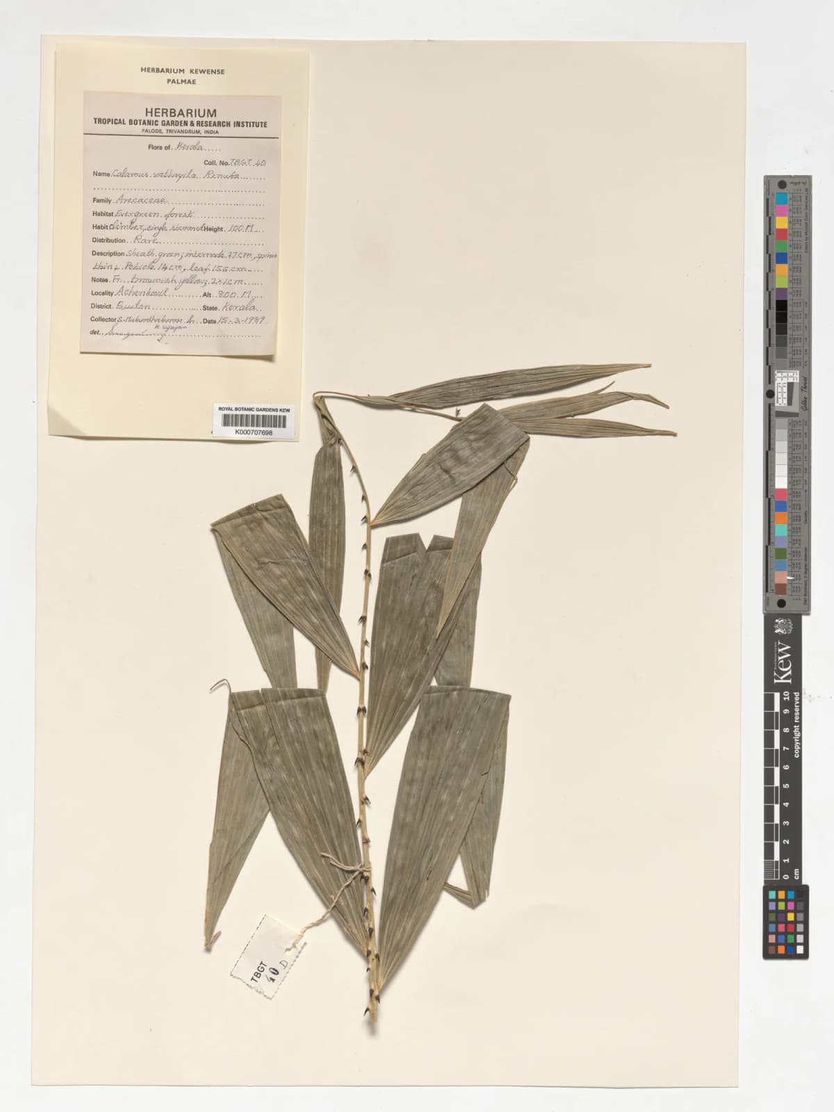 Botanical specimen of Calamus Vattayila.