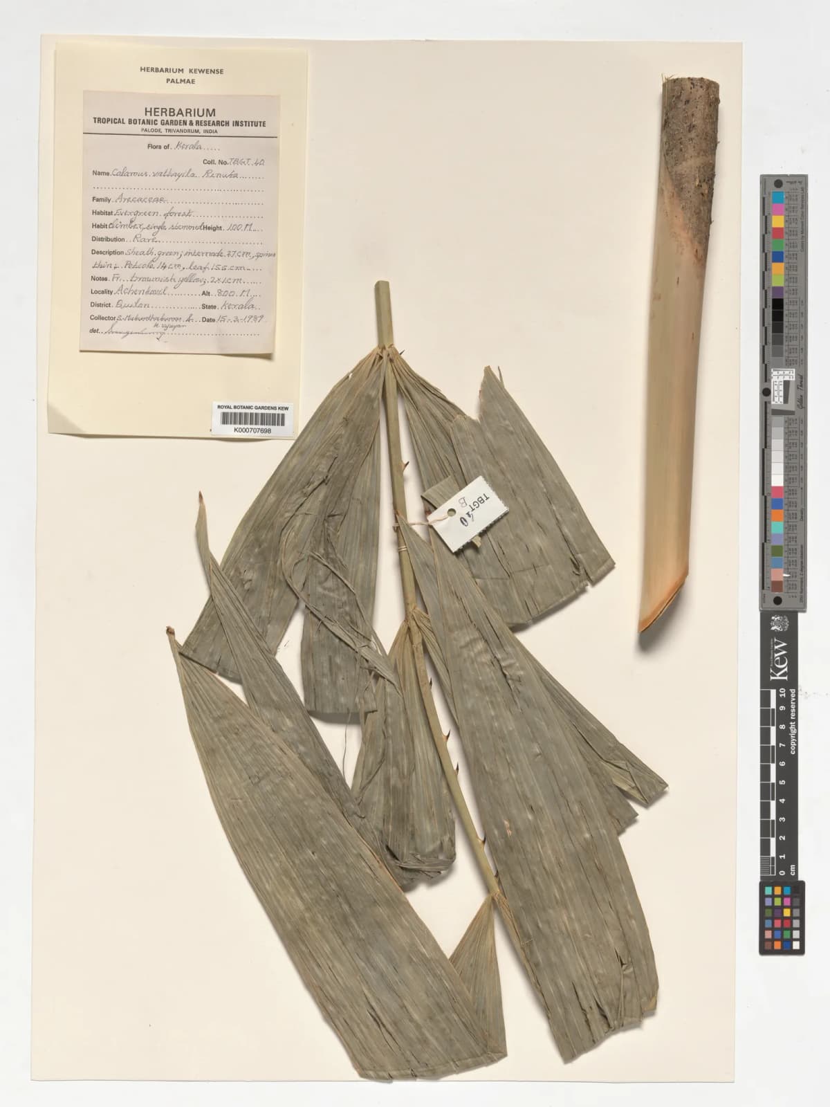 Botanical specimen of Calamus Vattayila.