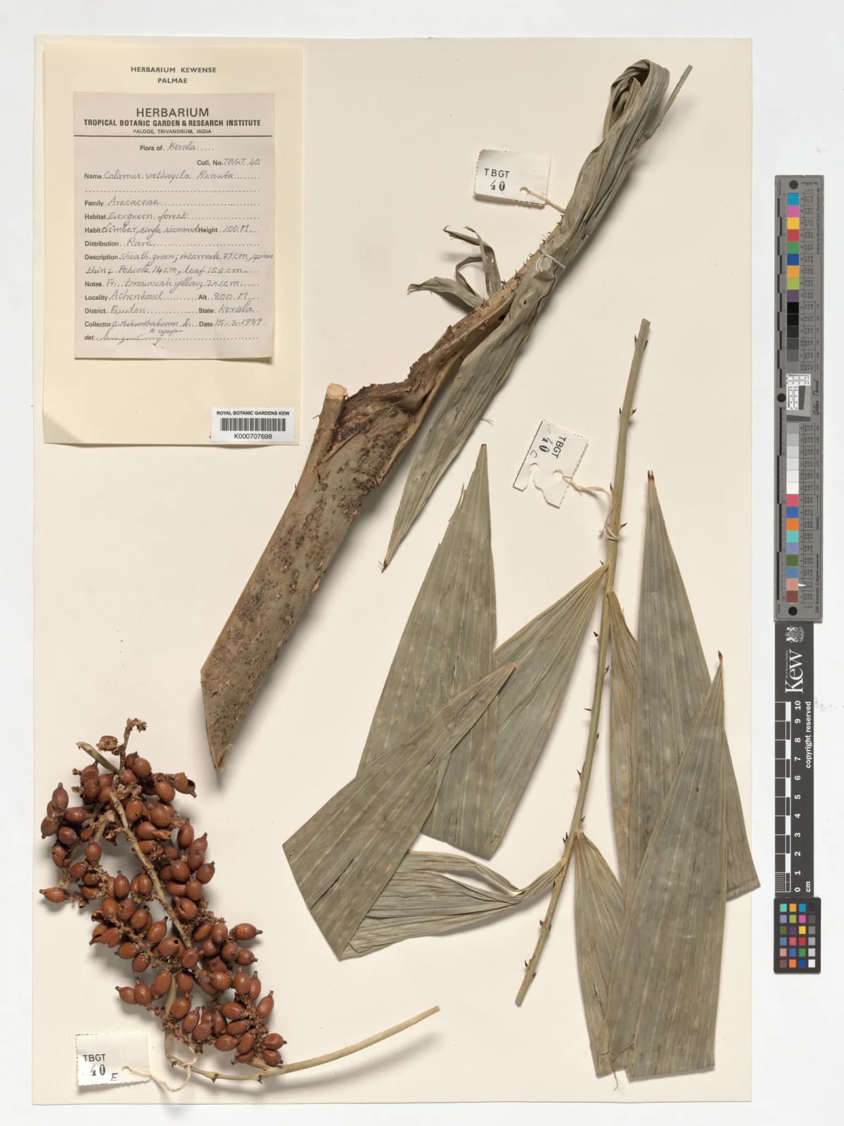 Botanical specimen of Calamus Vattayila.