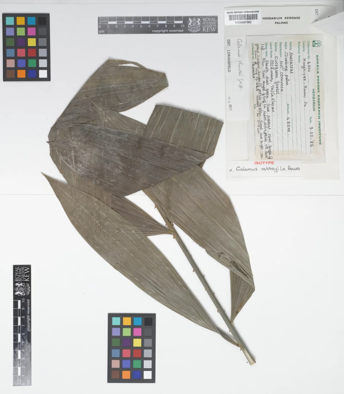 Botanical specimen of Calamus Vattayila.