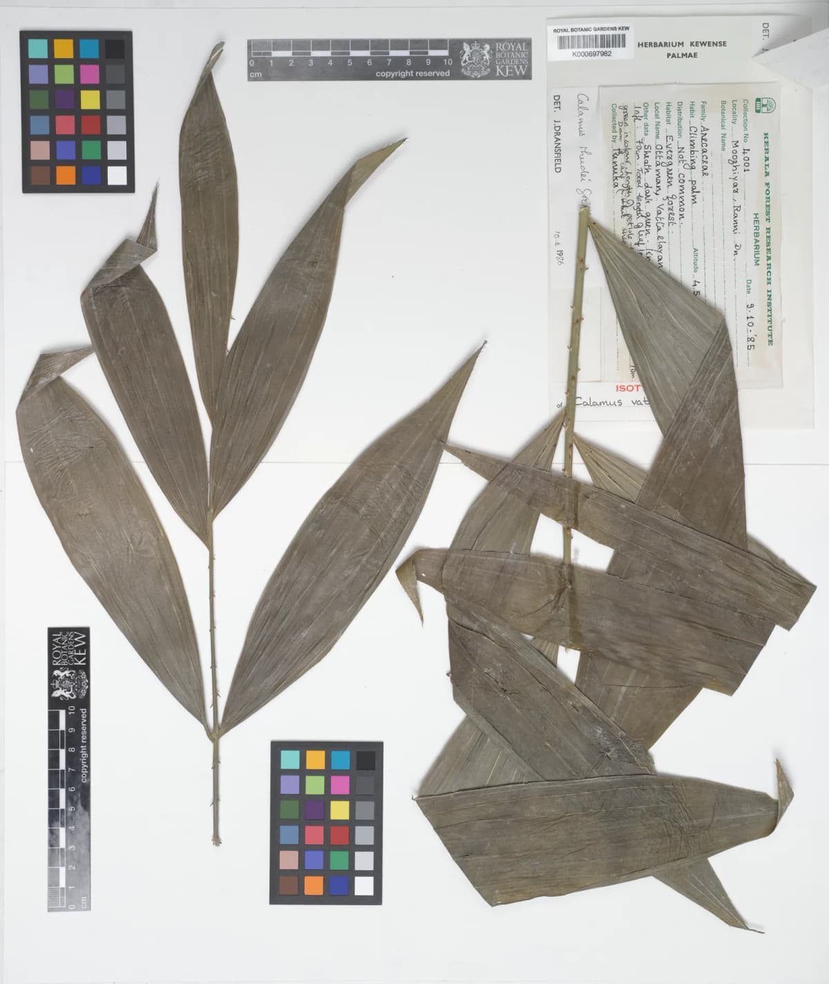 Botanical specimen of Calamus Vattayila.
