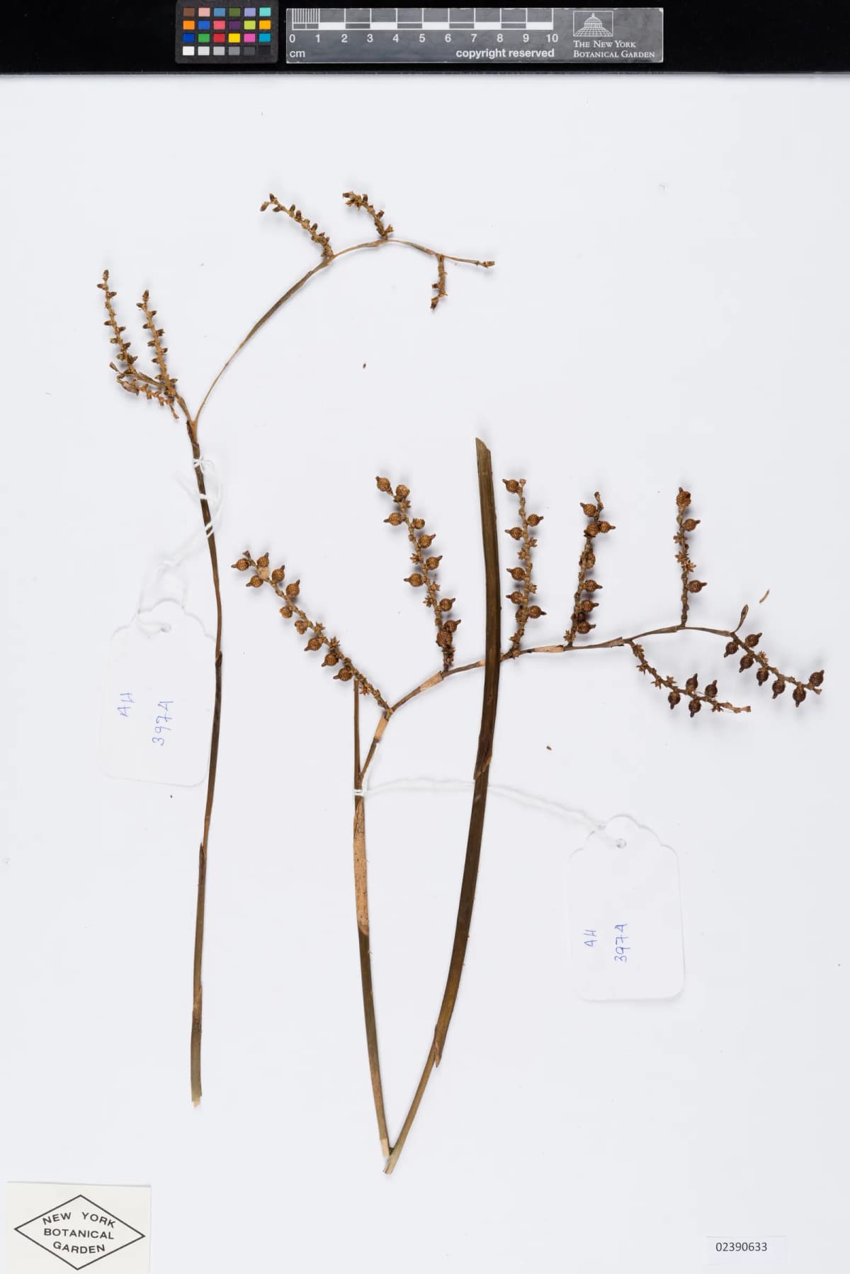 Botanical specimen of Calamus Viridispinus.